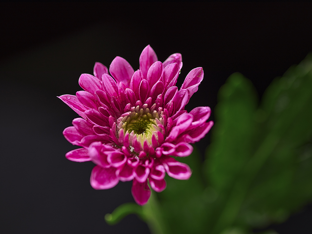 Godox RING72 Macro LED Ring Işık